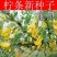 批发林木种子柠条种子小叶锦鸡儿种子多花灌木绿化树