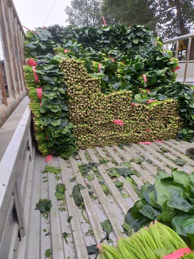 波菜