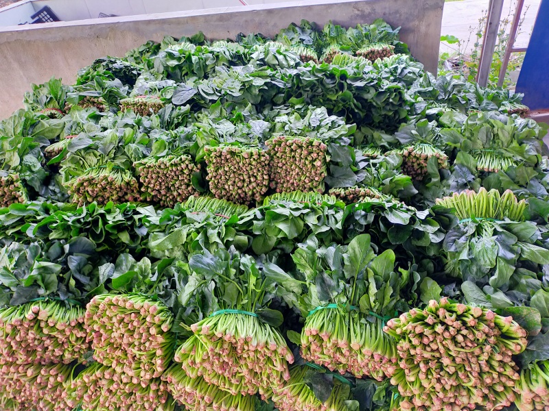 波菜