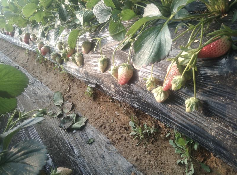 青岛平度甜宝草莓