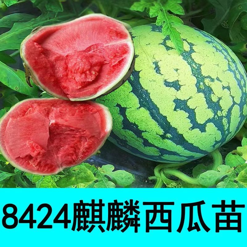 热销西瓜8424嫁接美都甜王红玉各种西瓜苗，量