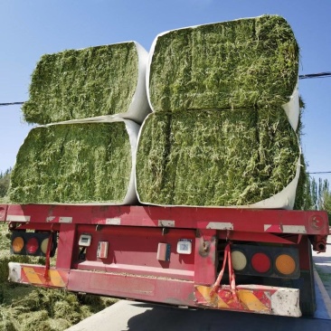 头茬苜蓿草甘肃玉门小金湾优级精品紫花苜蓿草2025年