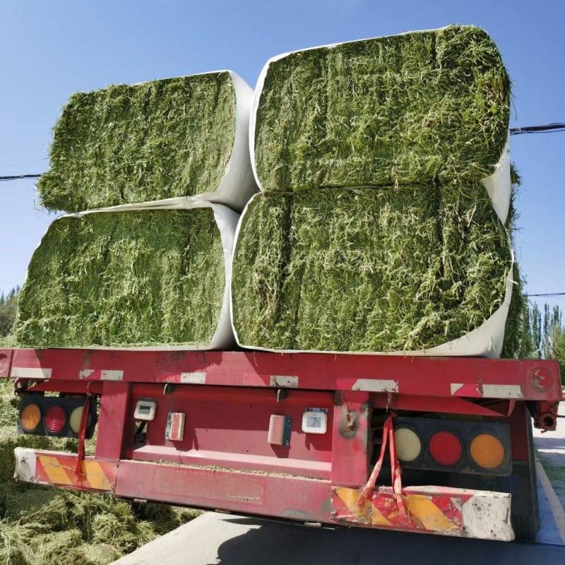 头茬苜蓿草甘肃玉门小金湾优级精品紫花苜蓿草2025年