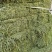 头茬苜蓿草甘肃玉门小金湾优级精品紫花苜蓿草2025年