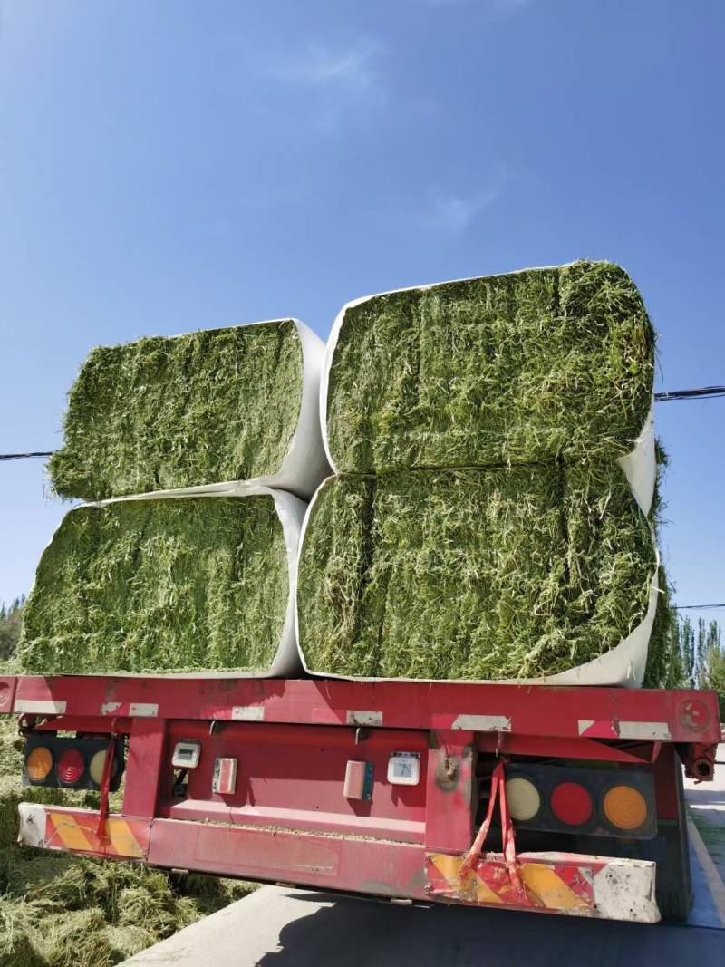 头茬苜蓿草甘肃玉门小金湾优级精品紫花苜蓿草2025年