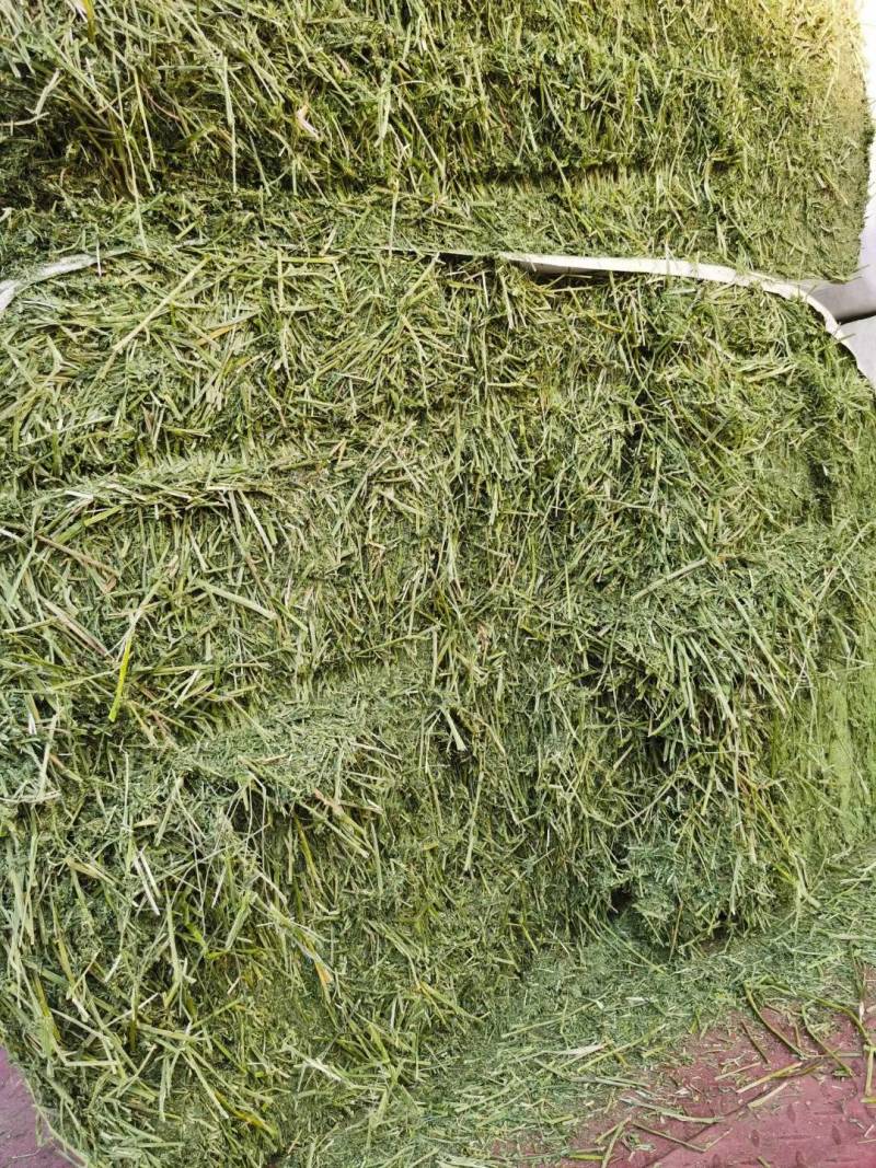 头茬苜蓿草甘肃玉门小金湾优级精品紫花苜蓿草2025年