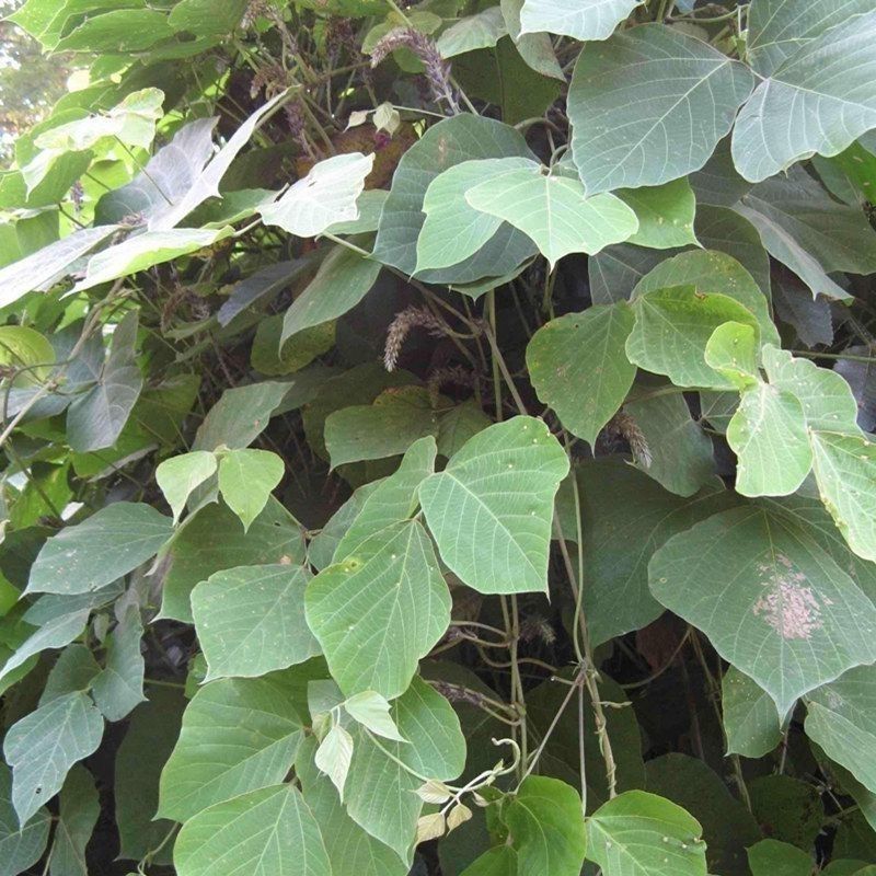 葛藤种子护坡种籽百花银背藤野葛根边坡绿化藤本植物沙土巩固