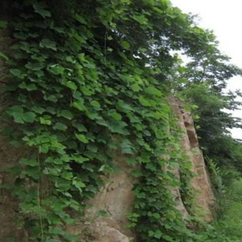 葛藤种子护坡种籽百花银背藤野葛根边坡绿化藤本植物沙土巩固