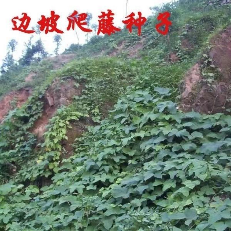 葛藤种子护坡种籽百花银背藤野葛根边坡绿化藤本植物沙土巩固