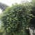 葛藤种子护坡种籽百花银背藤野葛根边坡绿化藤本植物沙土巩固