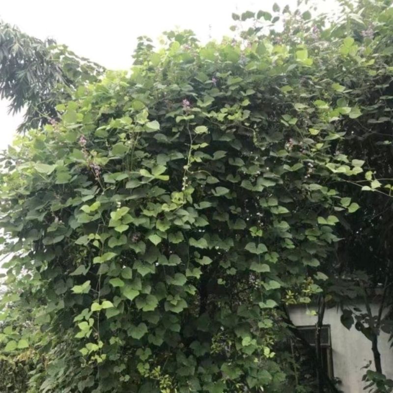 葛藤种子护坡种籽百花银背藤野葛根边坡绿化藤本植物沙土巩固
