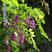 紫穗槐种子护坡工程灌木种子多年生棉槐穗花槐紫翠槐板条蜜源