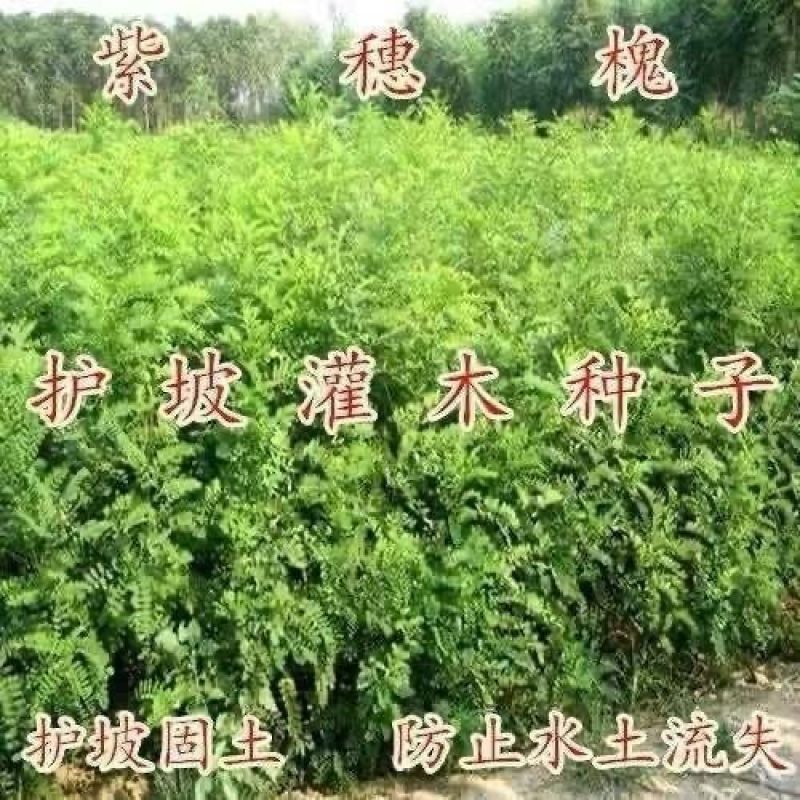 紫穗槐种子护坡工程灌木种子多年生棉槐穗花槐紫翠槐板条蜜源