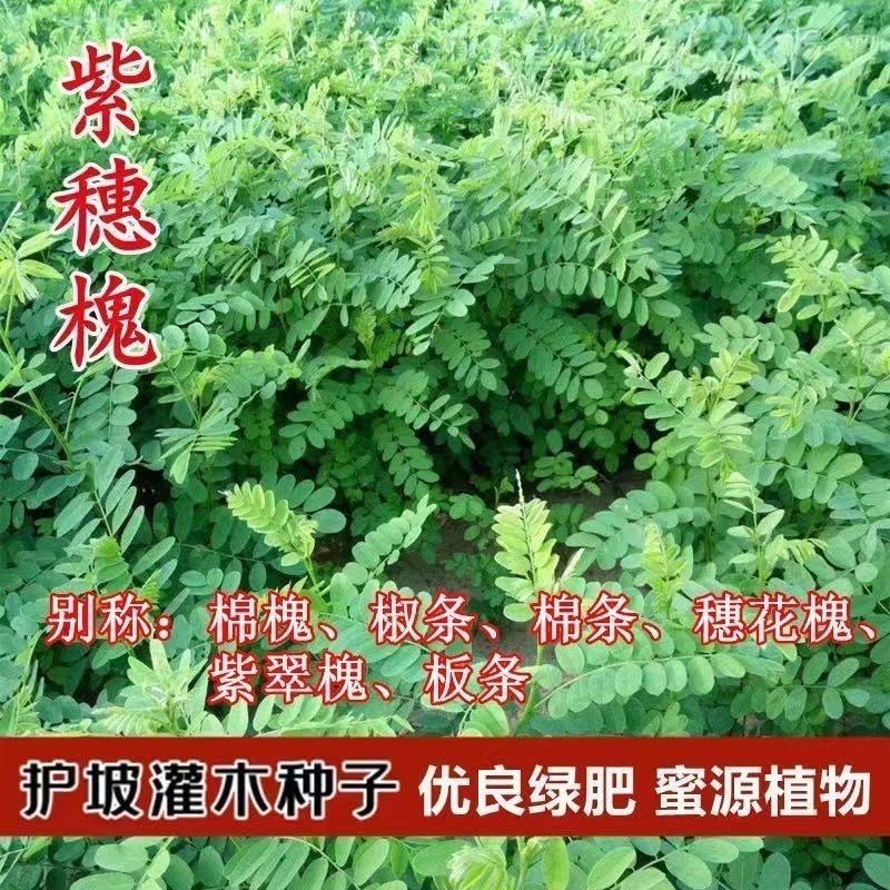 紫穗槐种子护坡工程灌木种子多年生棉槐穗花槐紫翠槐板条蜜源