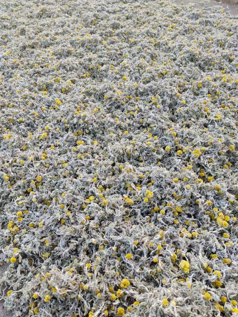鼠曲草