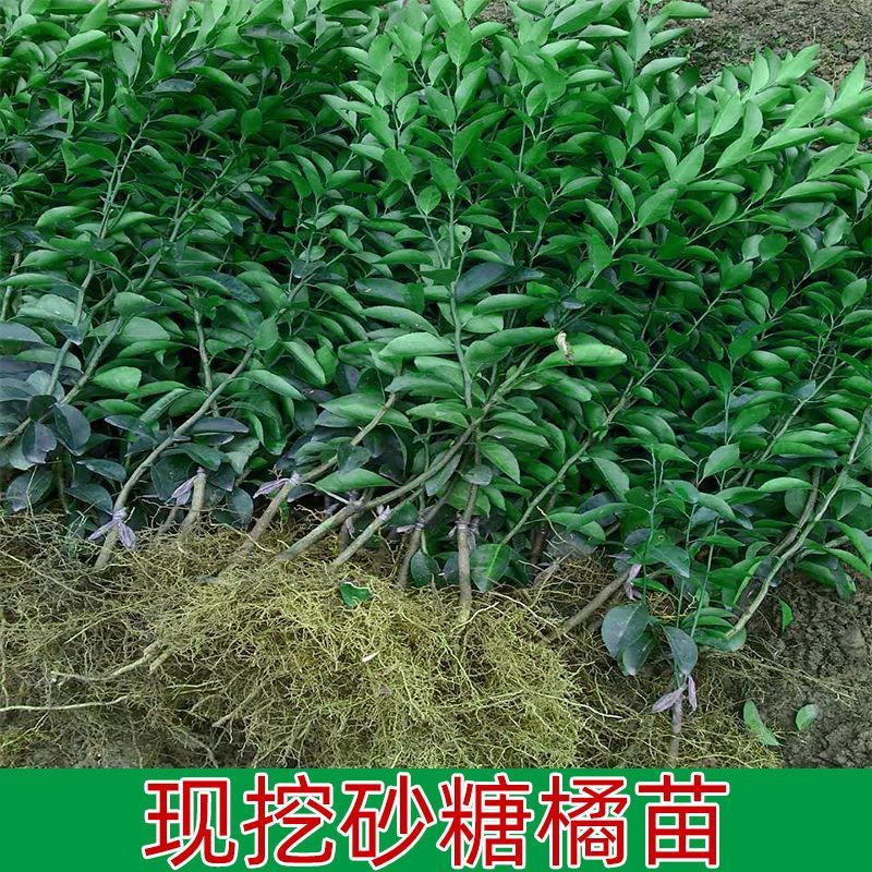 广西沙糖桔稼接苗规格齐全成活率高产地直发欢迎老板电联