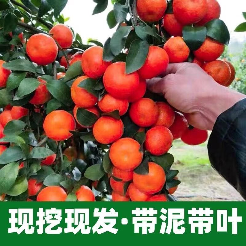 广西沙糖桔稼接苗规格齐全成活率高产地直发欢迎老板电联