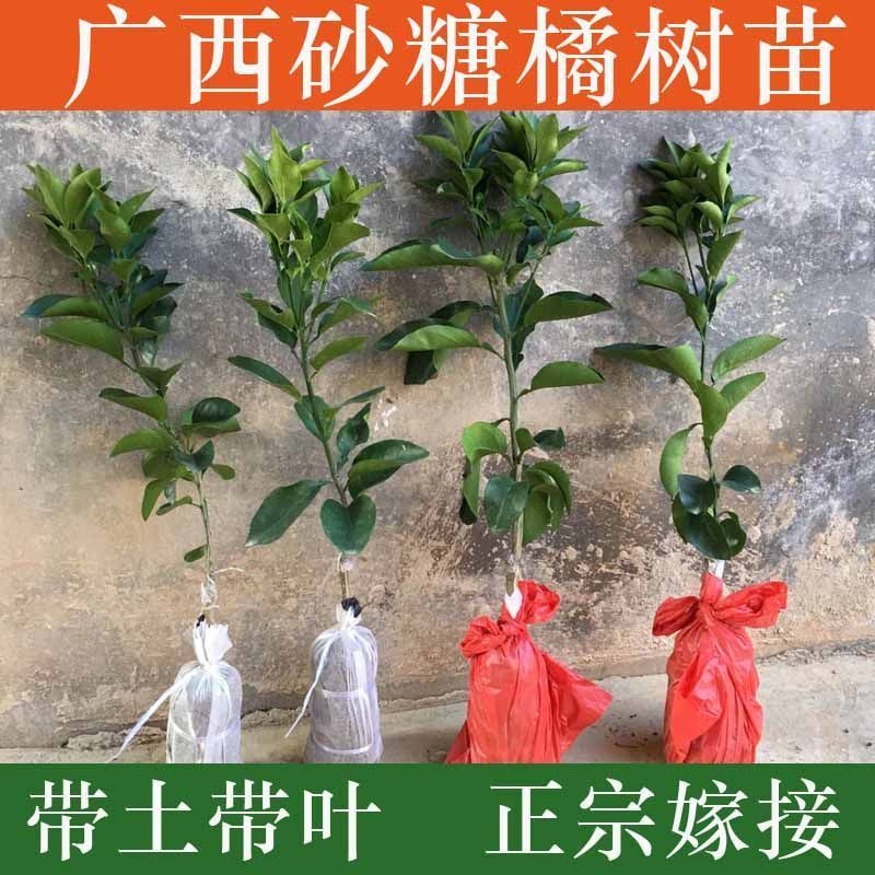 广西沙糖桔稼接苗规格齐全成活率高产地直发欢迎老板电联