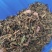 藤茶