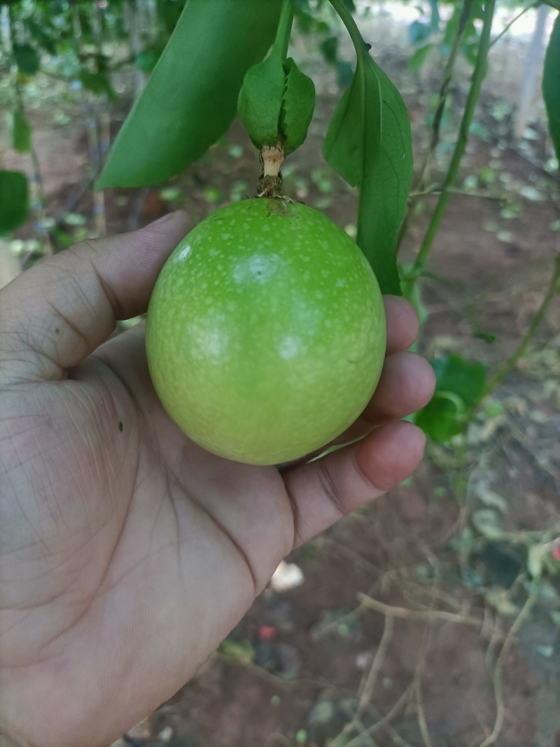 广东百香果钦蜜9号百香果，中大果多产地直供量大优惠