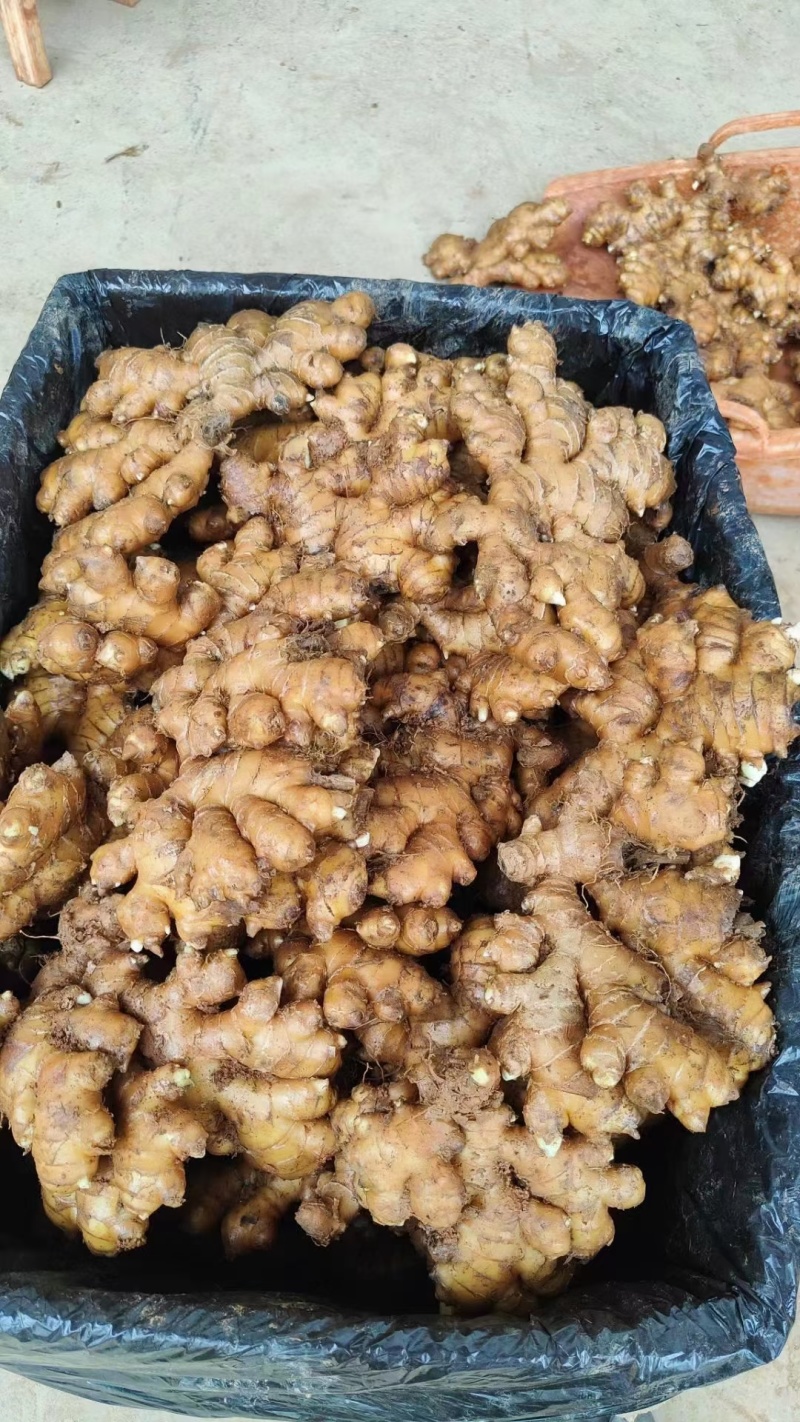 云南小黄姜窖藏姜电商~批发~商超全国发货