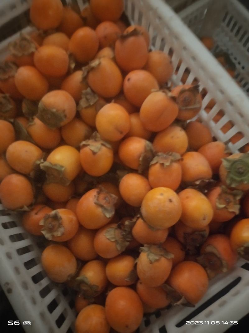 阳丰甜脆柿，火葫芦，吊红柿子，陕西质优价廉