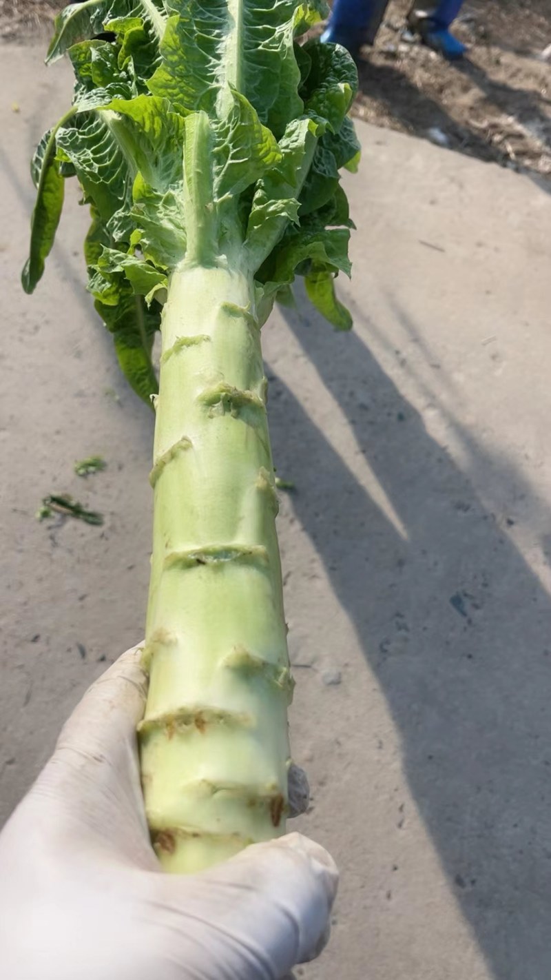 精品莴笋，通州自提价格便宜