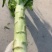 精品莴笋，通州自提价格便宜