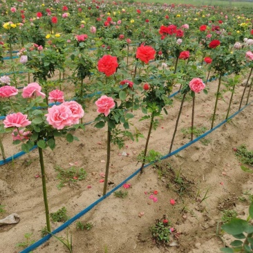 月季棒棒糖小青杆小高杆各色花系