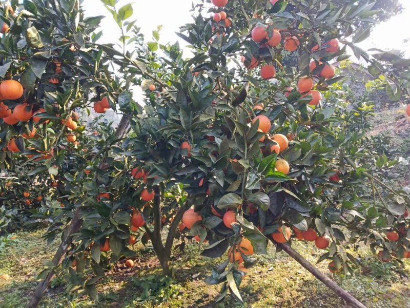 四川沙地种植塔罗科血橙