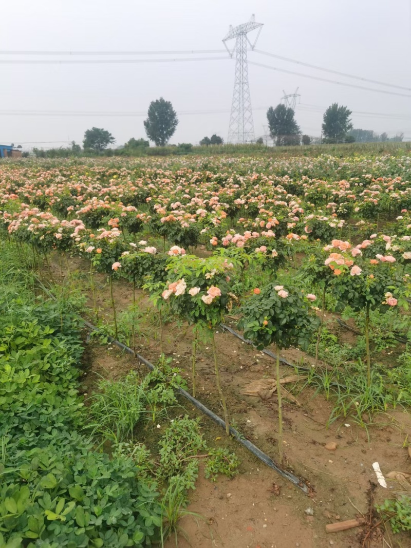 月季棒棒糖小青杆小高杆各色花系