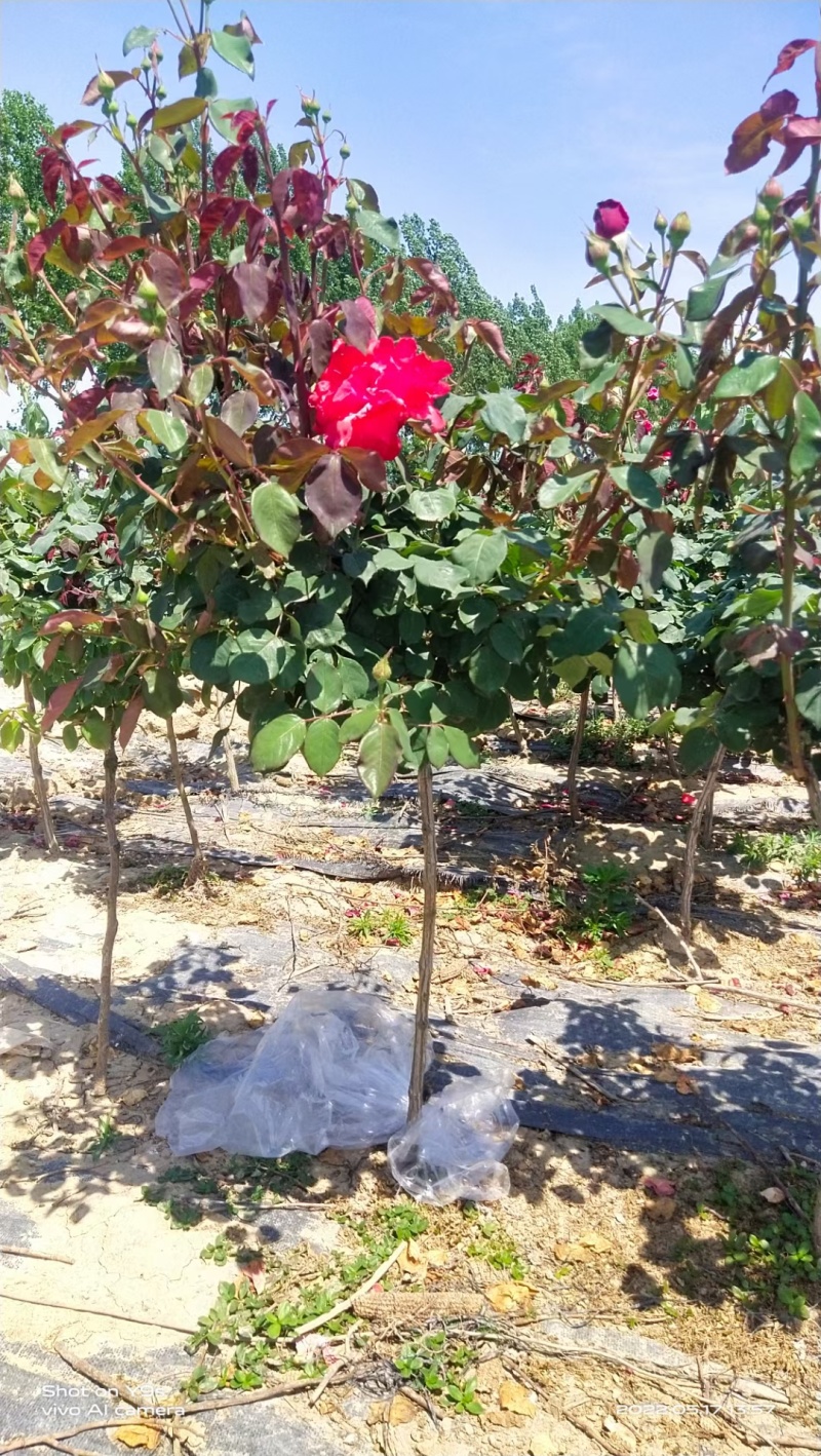 月季棒棒糖小青杆小高杆各色花系