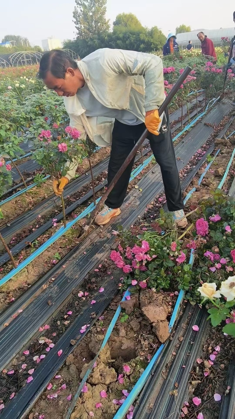 月季棒棒糖小青杆小高杆各色花系