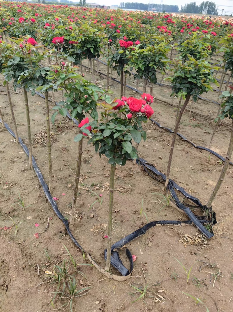 月季棒棒糖小青杆小高杆各色花系