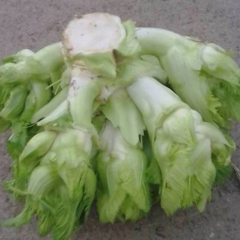 儿菜净儿茶四川冠儿菜青菜娃儿菜