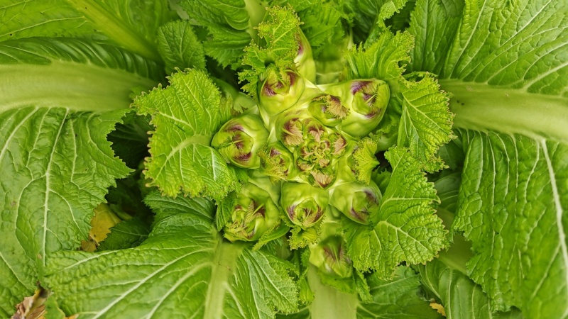 儿菜净儿茶四川冠儿菜青菜娃儿菜