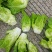 儿菜净儿茶四川冠儿菜青菜娃儿菜