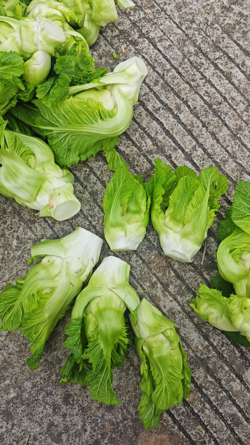 儿菜净儿茶四川冠儿菜青菜娃儿菜