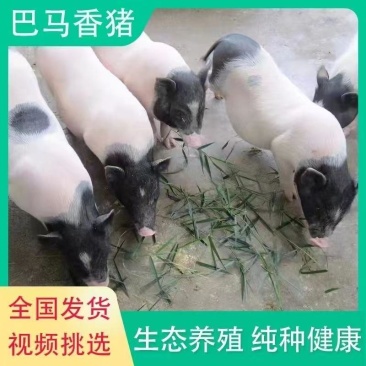 绿色养殖巴马香猪