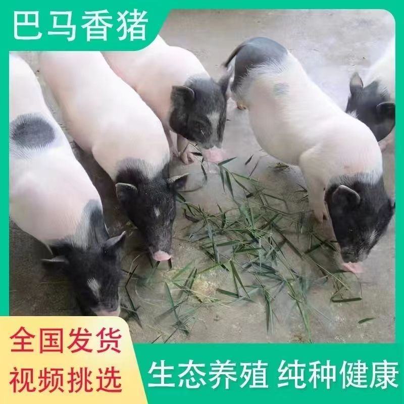 绿色养殖巴马香猪