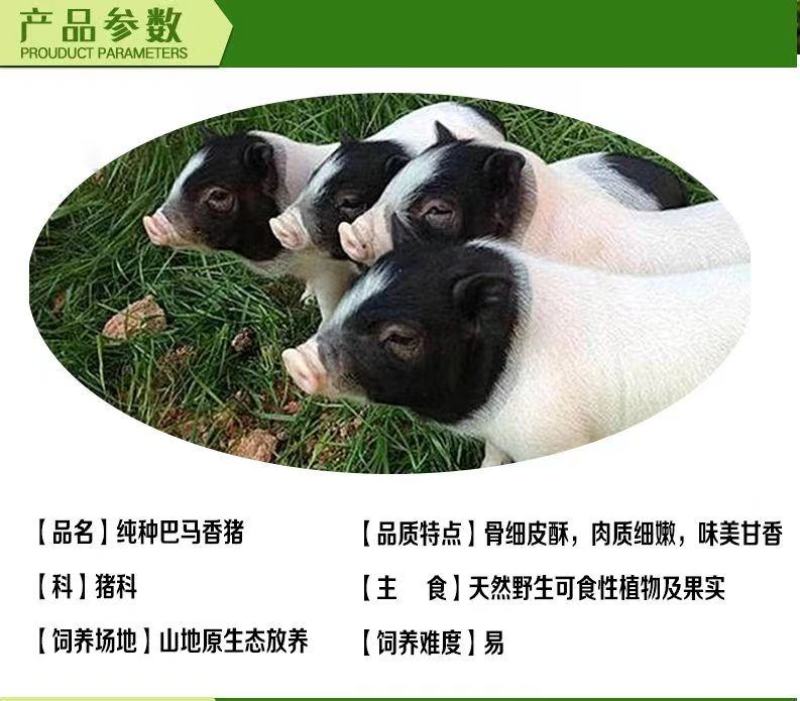 绿色养殖巴马香猪