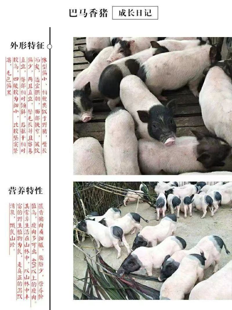 绿色养殖巴马香猪