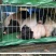 绿色养殖巴马香猪