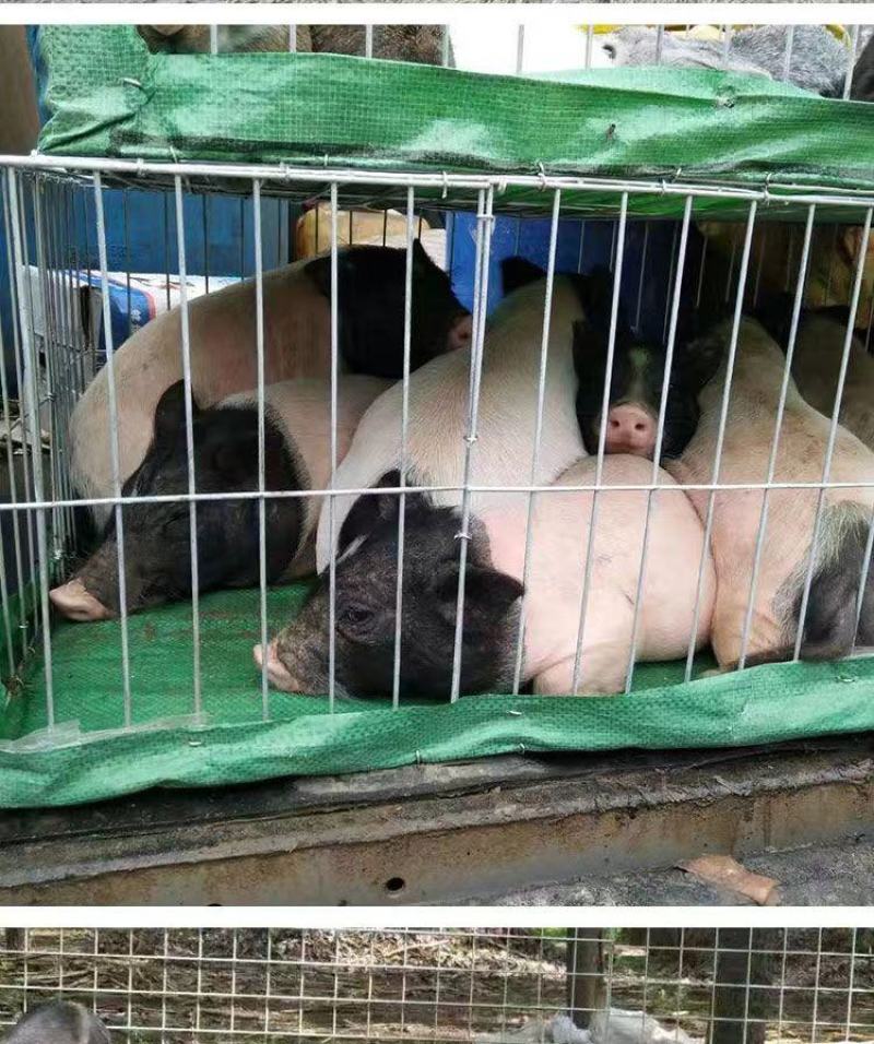 绿色养殖巴马香猪