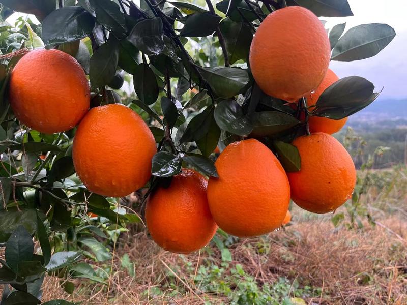 湖南麻阳纽荷尔脐橙，产地直发，可全国发货，承接各种平台