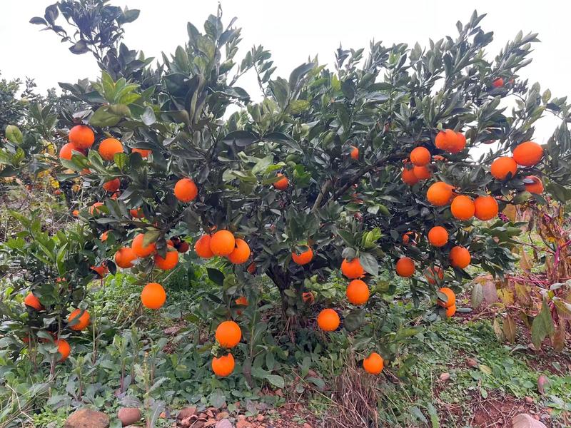 湖南麻阳纽荷尔脐橙，产地直发，可全国发货，承接各种平台