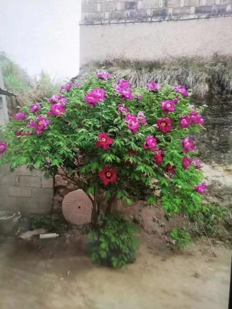 百年牡丹