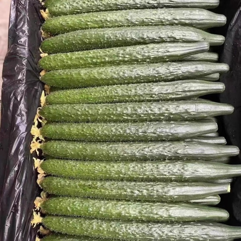 【推荐】精品密刺黄瓜保质保量产地直供价格可谈