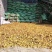 （热销）野生三颗针纯根干货全国发货诚信经营货源充足