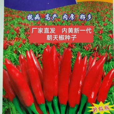 润国丰种业新一代辣椒种子朝天椒种子春茬稳产高辣内黄簇生